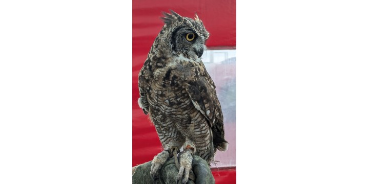 The wildlife activities